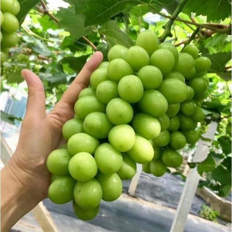 山东阳光玫瑰葡萄晴王葡萄基地代收代发全国，价格合理