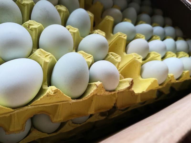 贵州农里鸿绿壳土鸡蛋农家散养360枚装可物流发货