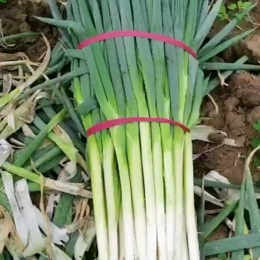 长白大葱