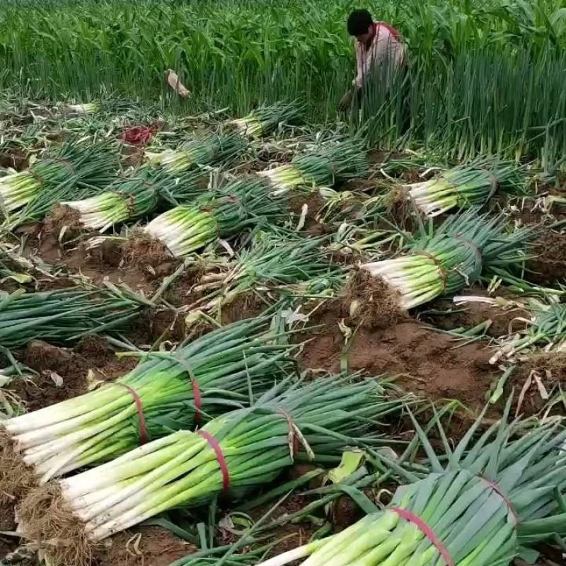 长白大葱