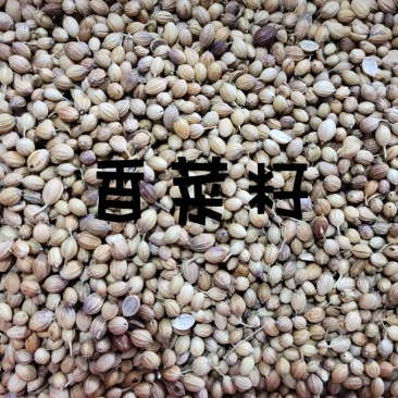 香菜籽进口香菜籽无硫，大货供应，批零兼营，质优价美