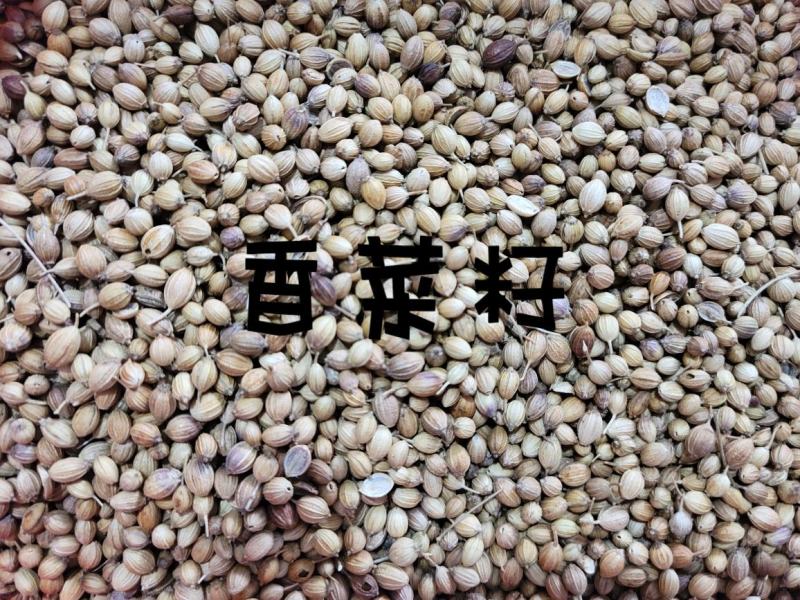 香菜籽进口香菜籽无硫，大货供应，批零兼营，质优价美