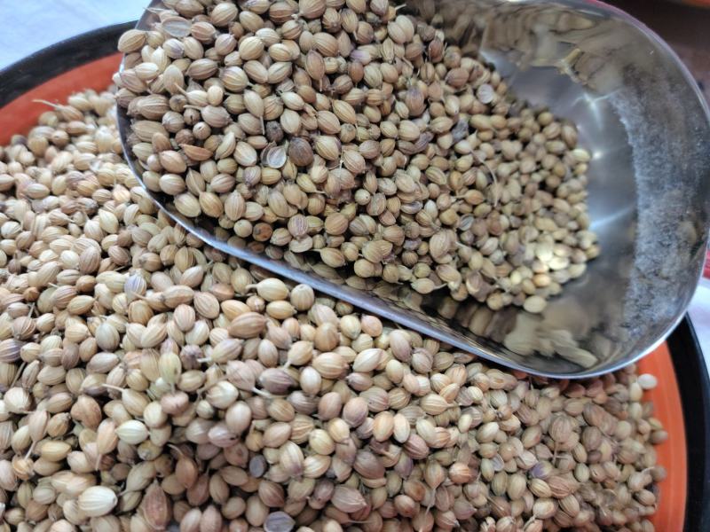 香菜籽进口香菜籽无硫，大货供应，批零兼营，质优价美
