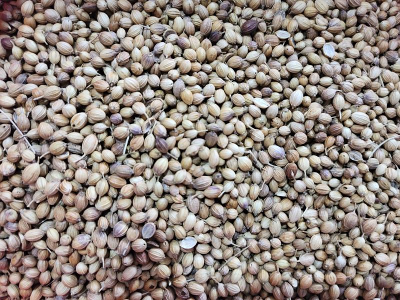 香菜籽进口香菜籽无硫，大货供应，批零兼营，质优价美