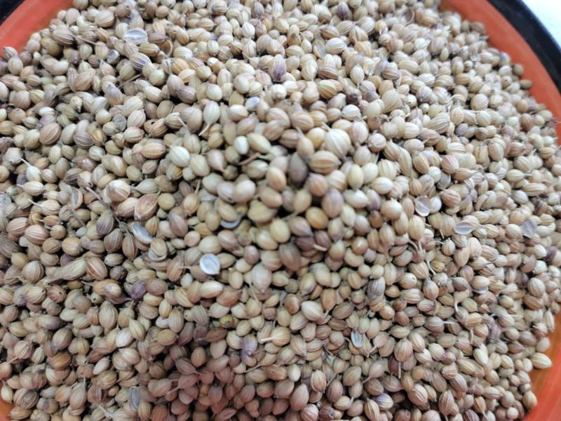 香菜籽进口香菜籽无硫，大货供应，批零兼营，质优价美
