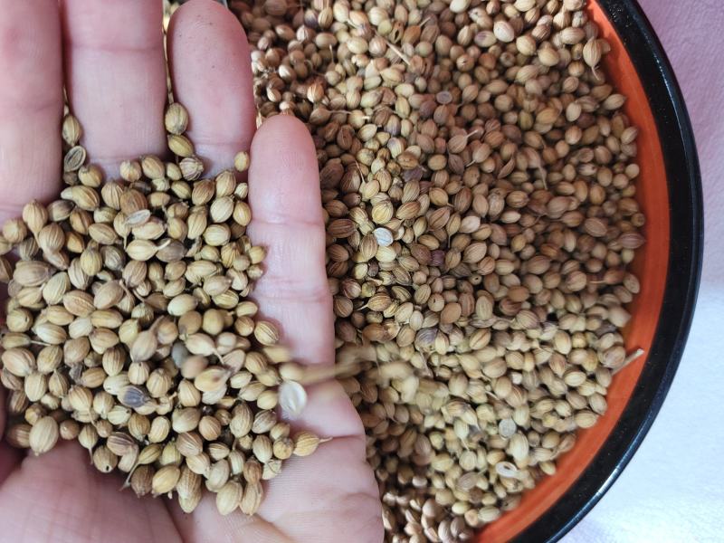香菜籽进口香菜籽无硫，大货供应，批零兼营，质优价美
