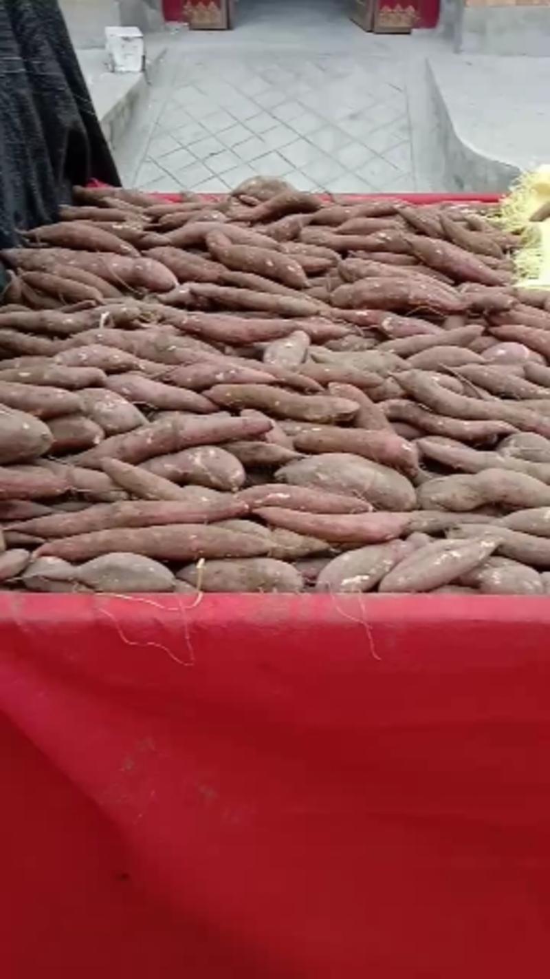 板栗红薯大量有货