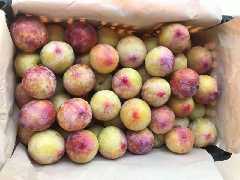陕西千亩千味红开园了，量大，质量高，味道好