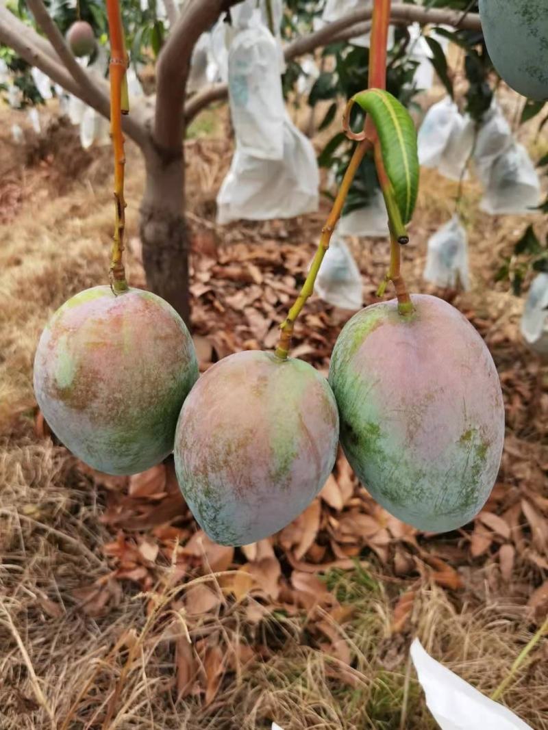 攀枝花凯特芒果批发产地直达不包邮可接电商一件代发