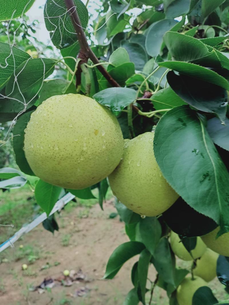 直采现发当年应季套袋青皮皇冠梨—鲜果