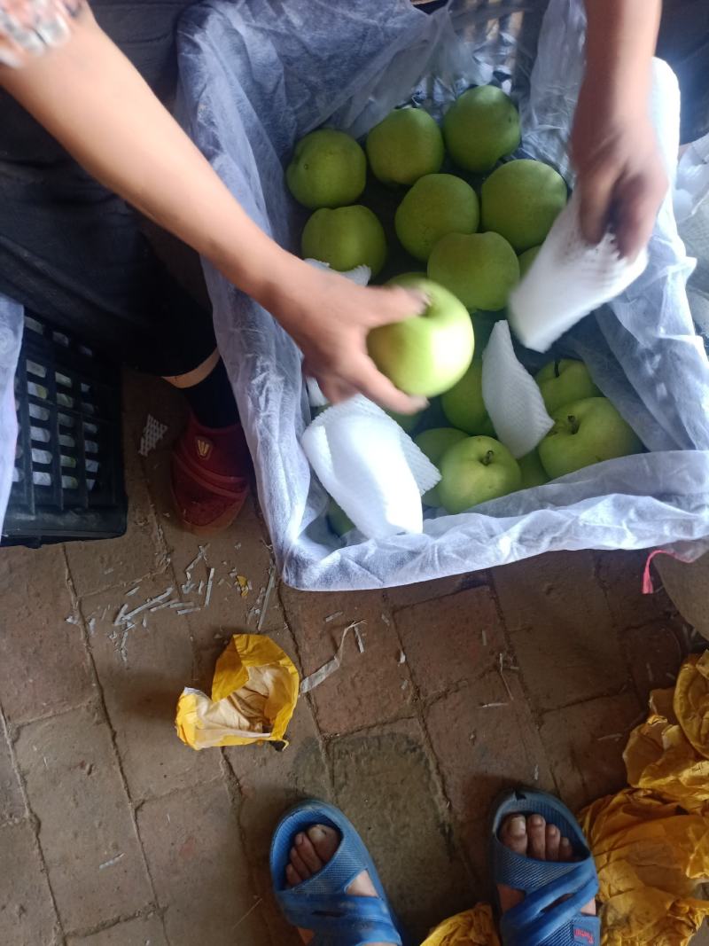 直采现发当年应季套袋青皮皇冠梨—鲜果