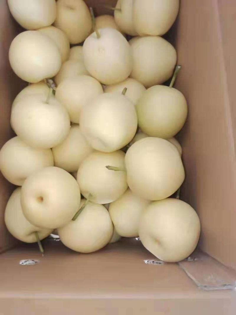 大名皇冠梨
