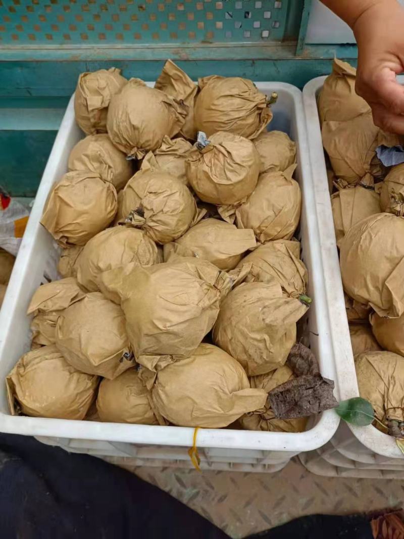 大名皇冠梨