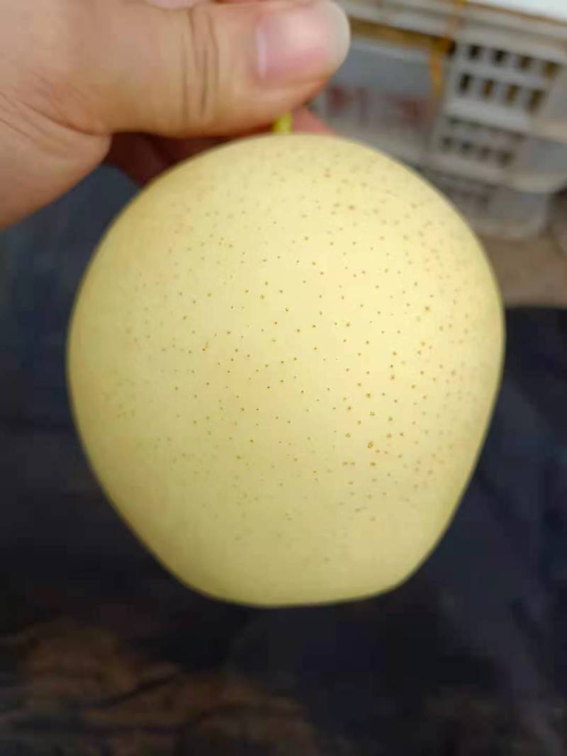 大名皇冠梨