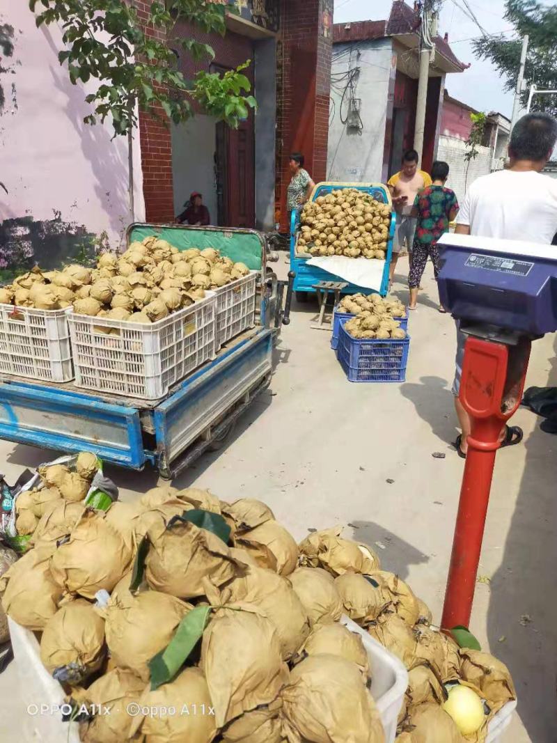 大名皇冠梨