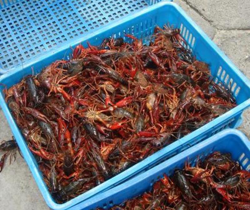 本合作社，常年提供，小龙虾和，龙虾苗欢迎全国朋友实地考察