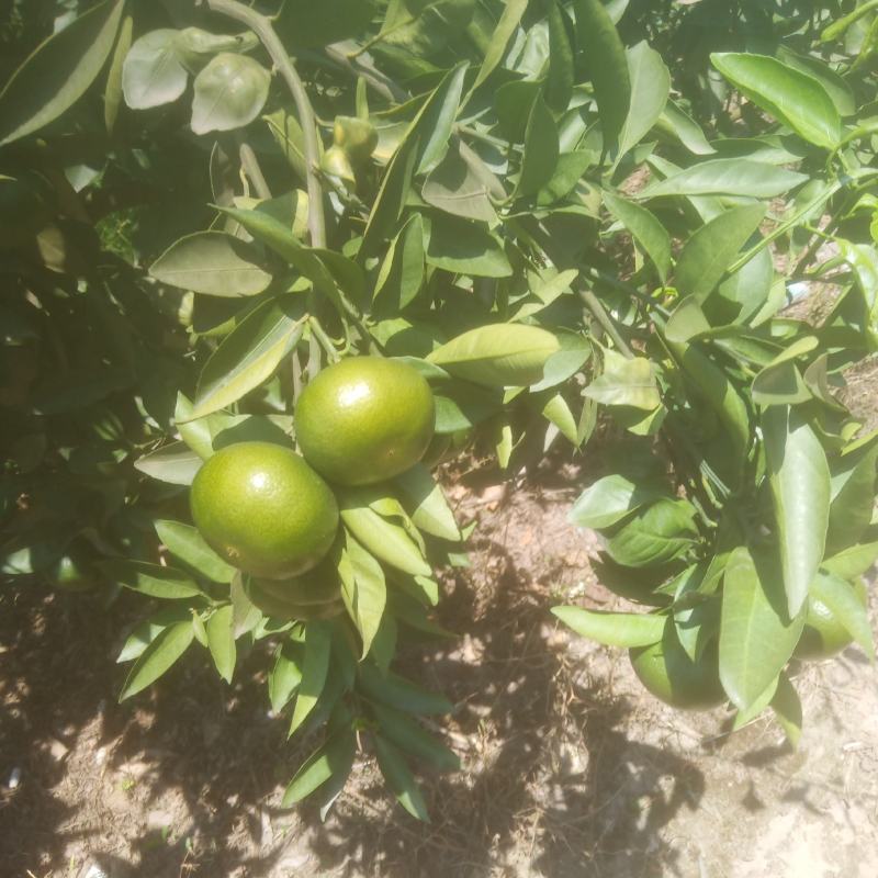 四川资阳特早蜜橘特早蜜桔柑橘产地一条龙服务皮薄