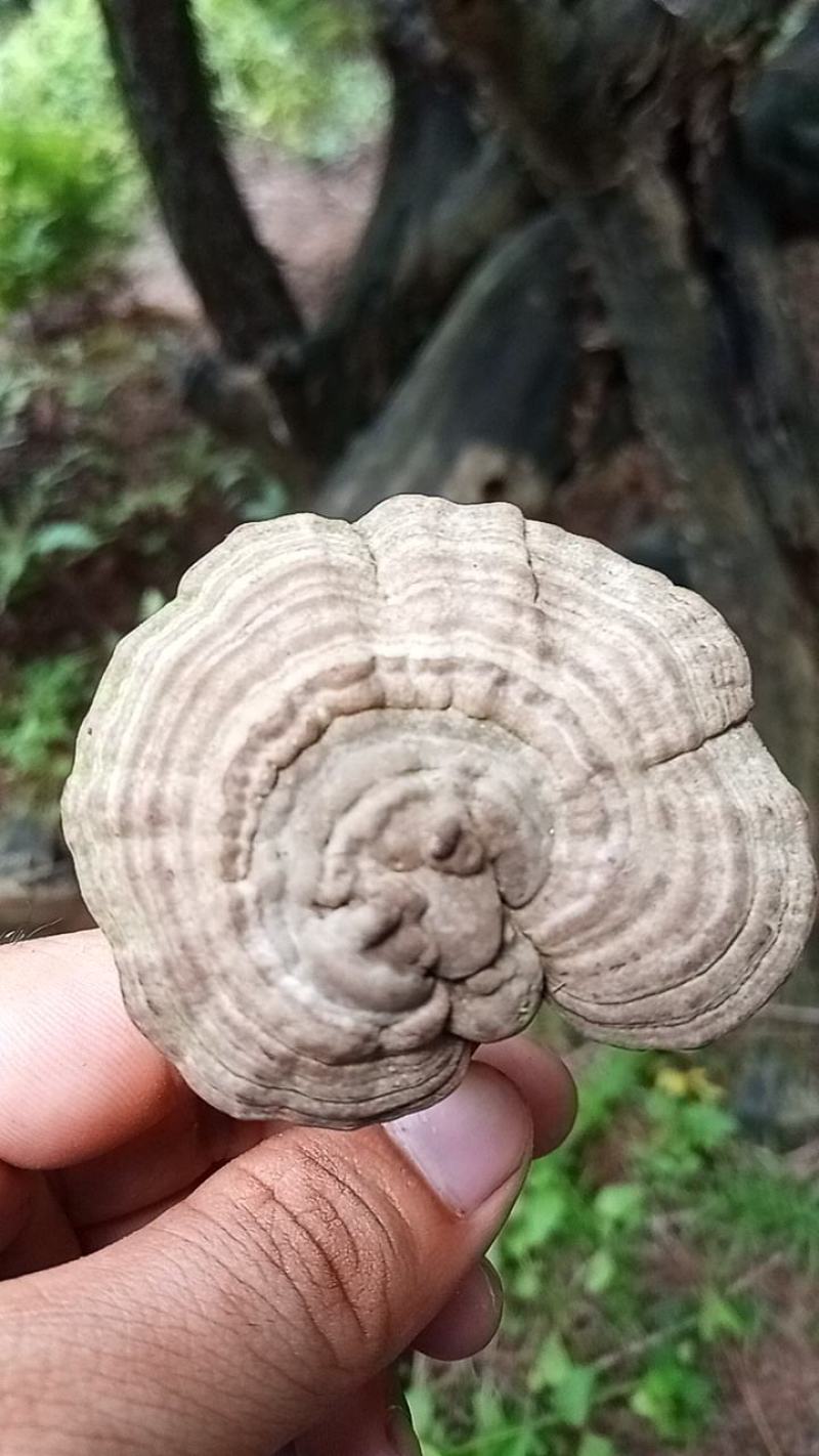 有寄生茶