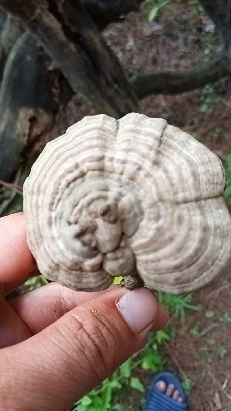 有寄生茶