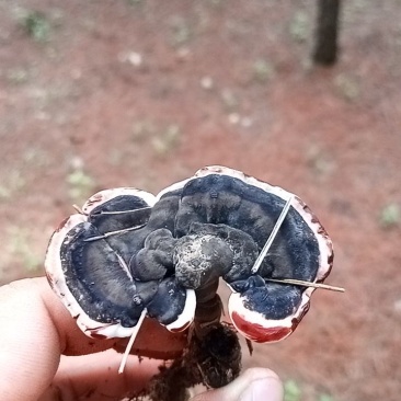 灵芝