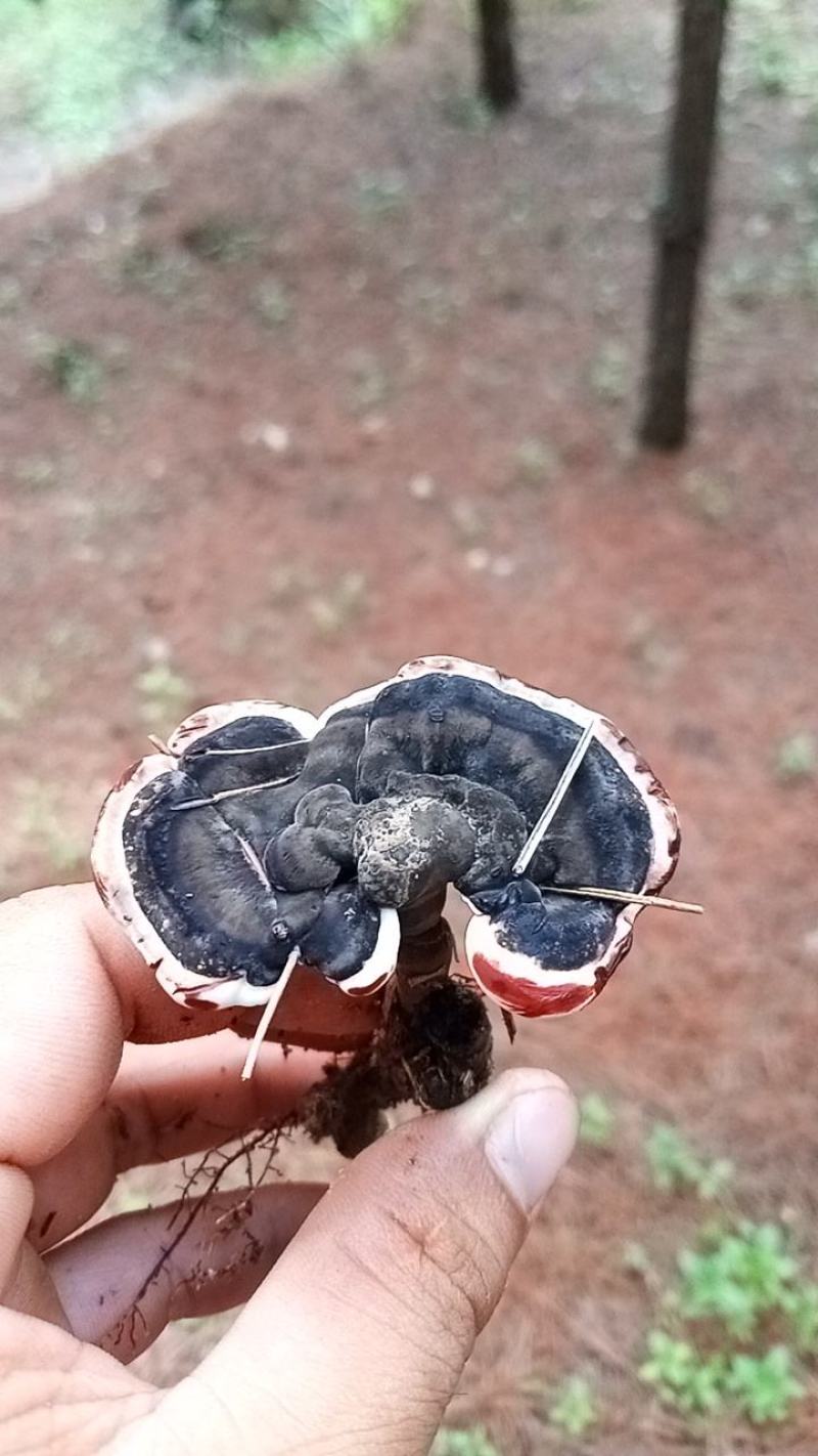 灵芝