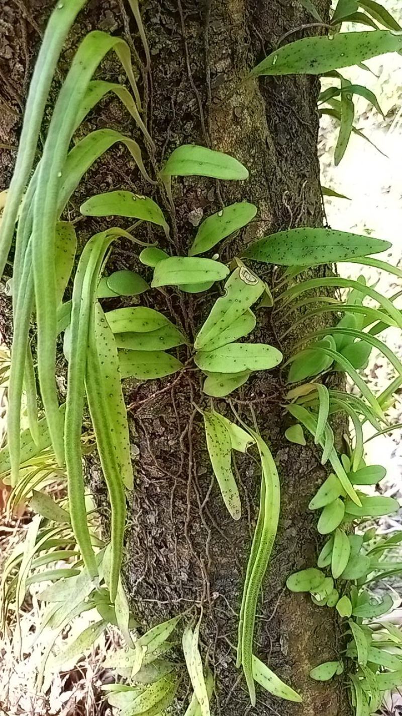 灵芝