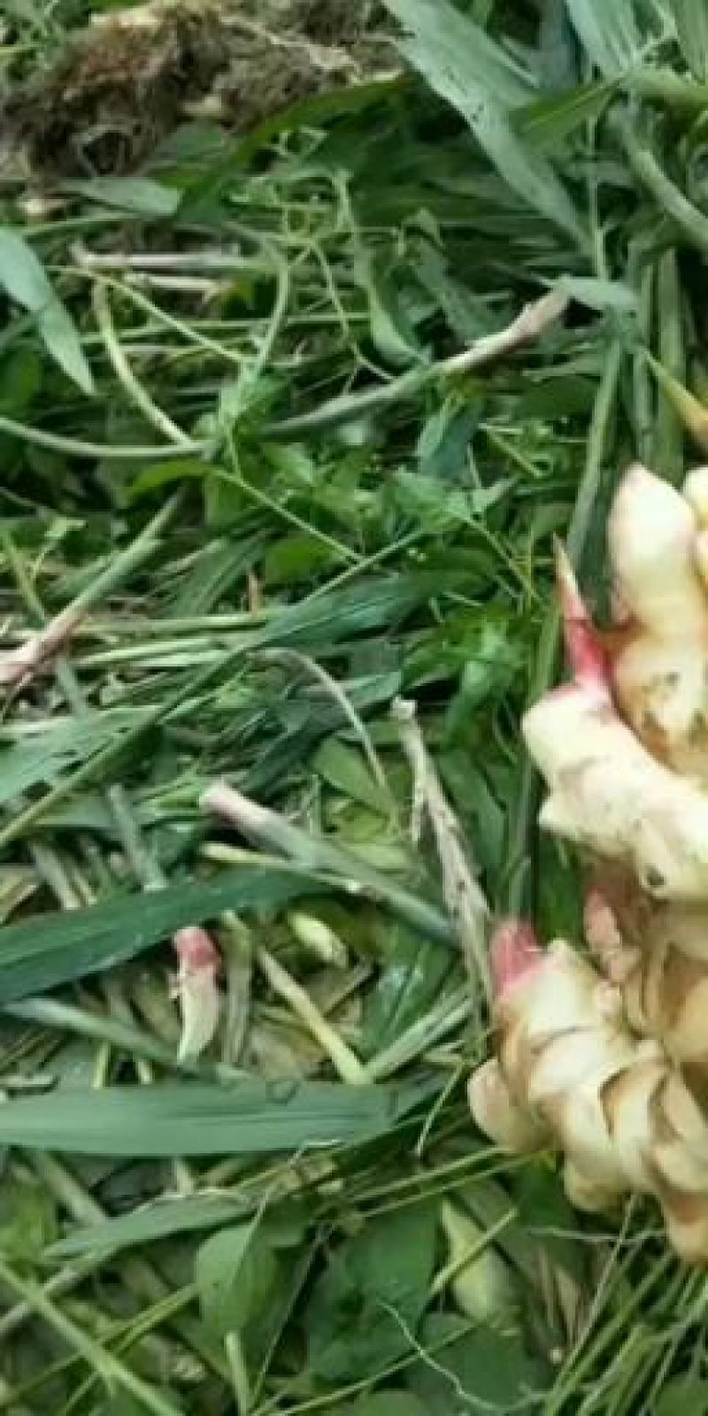 生姜，老姜仔姜，产地直供，价格优惠，全国批发包邮