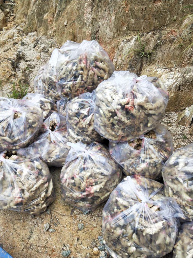 生姜，老姜仔姜，产地直供，价格优惠，全国批发包邮