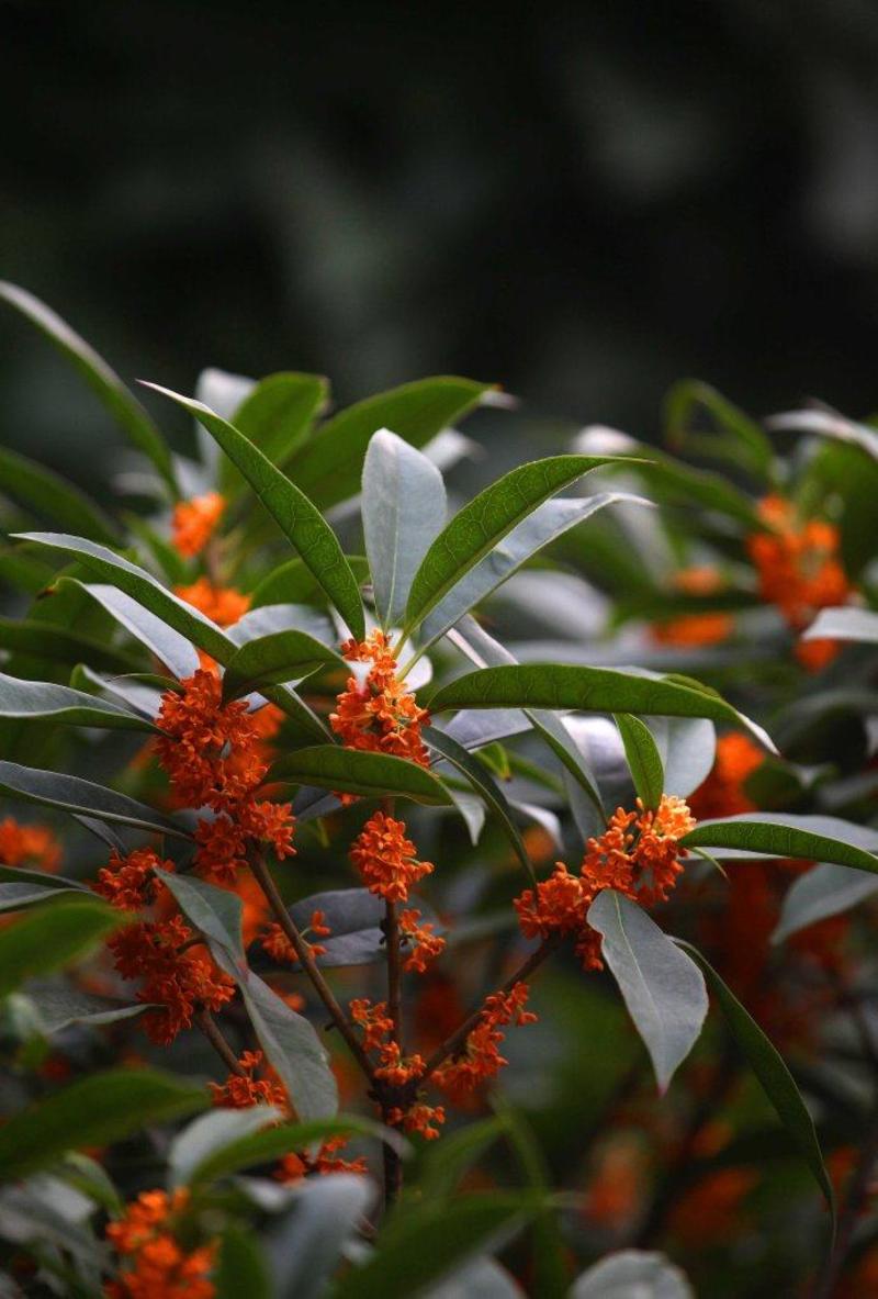 桂花树苗丹桂四季桂八月桂树苗南北方种植庭院种植绿化占地