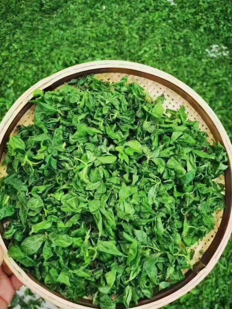 长白山绿茶刺五加叶茶精选新鲜野生刺五加嫩叶包邮