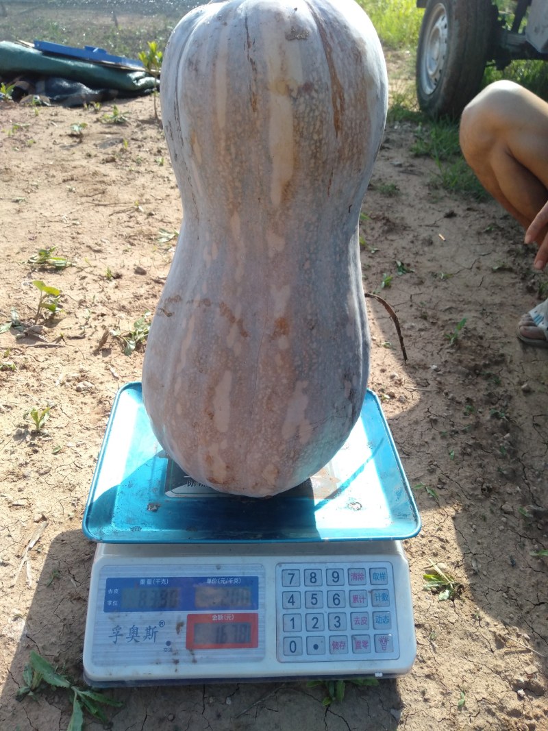 南瓜地转卖