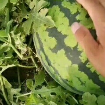 东北头茬西瓜