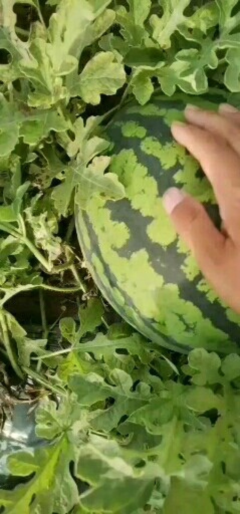 东北头茬西瓜