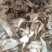 玉竹玉竹片精选玉竹肉干净无杂质