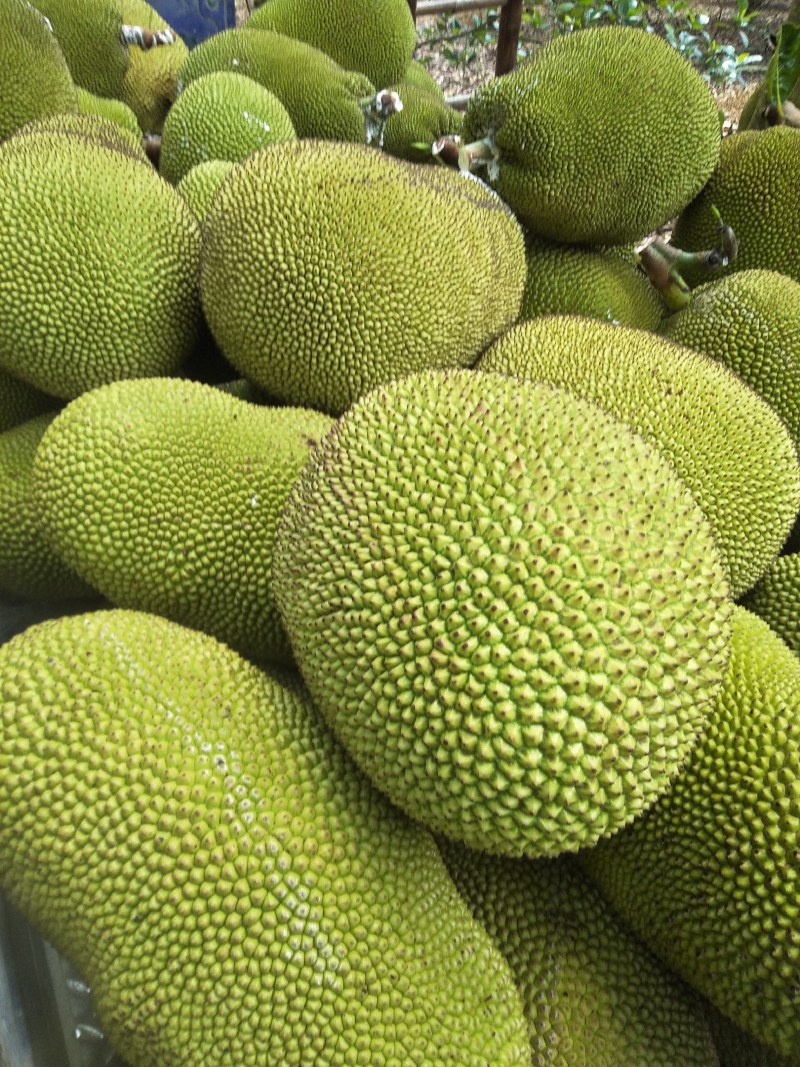 产地大量精品黄肉干包菠萝蜜产地直供，有需要老板前来定购