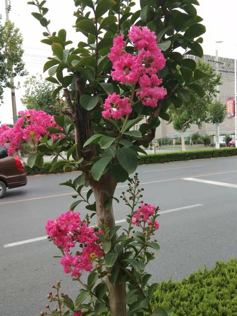 紫薇花树苗红火箭占地绿化庭院种植南北方种植紫薇树