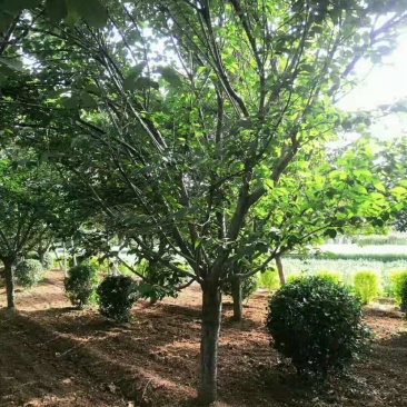樱花/种苗/苗木种苗/樱花苗/樱花树苗/原生态樱花树苗