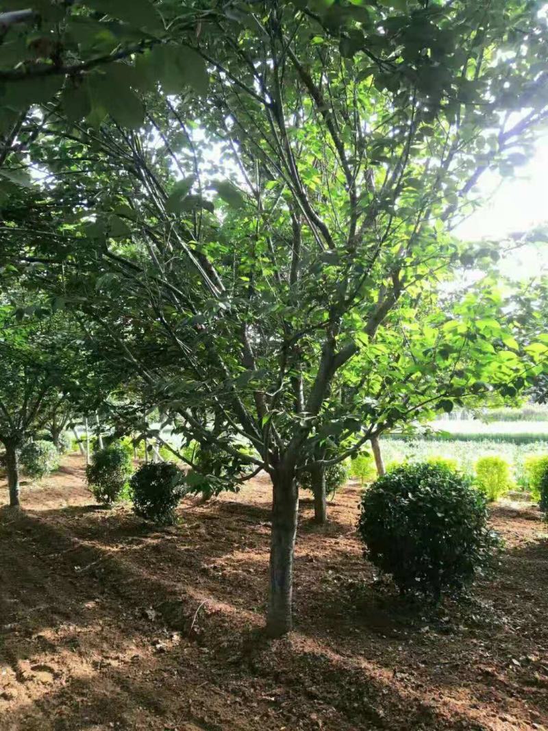 樱花/种苗/苗木种苗/樱花苗/樱花树苗/原生态樱花树苗