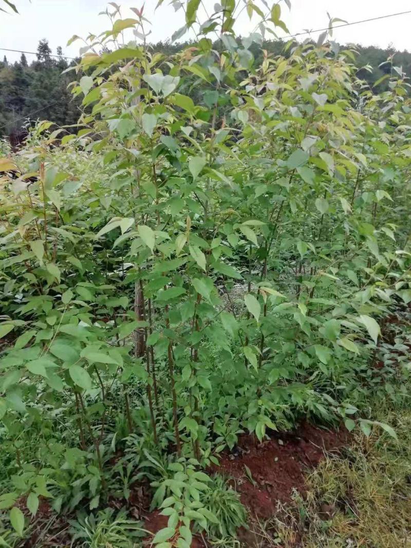 樱花/种苗/苗木种苗/樱花苗/樱花树苗/原生态樱花树苗