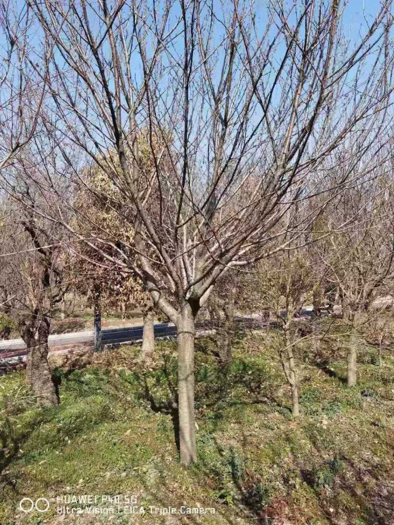 樱花/种苗/苗木种苗/樱花苗/樱花树苗/原生态樱花树苗