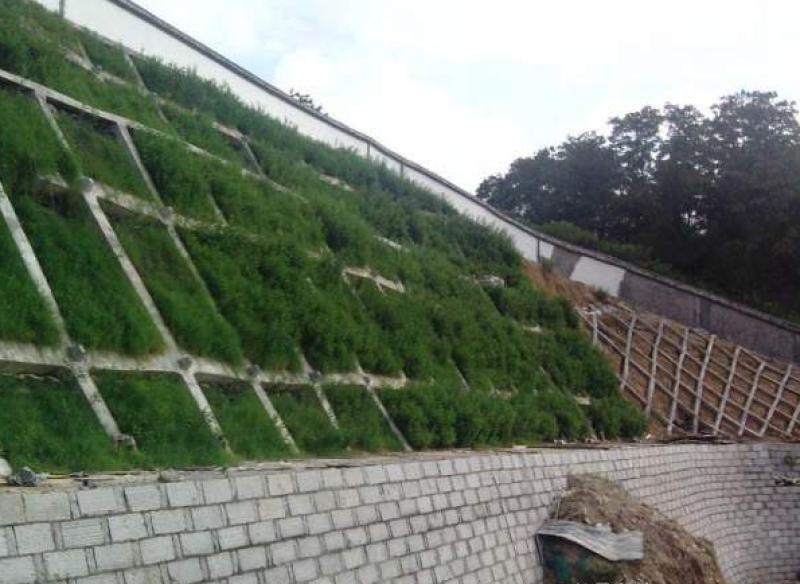 草坪种子绿化草籽四季青常青护坡固土防塌草种草籽