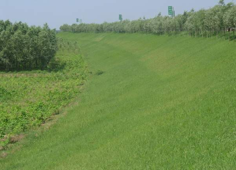 草坪种子绿化草籽四季青常青护坡固土防塌草种草籽