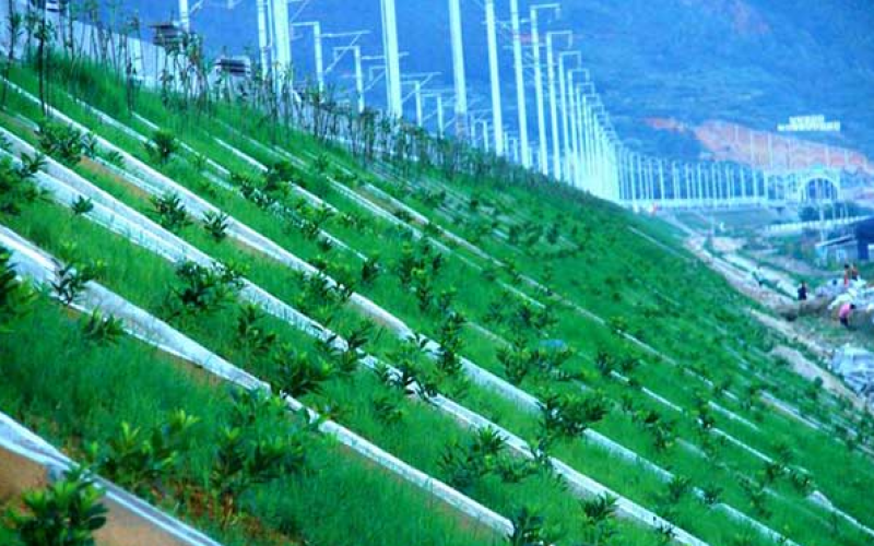 草坪种子绿化草籽四季青常青护坡固土防塌草种草籽