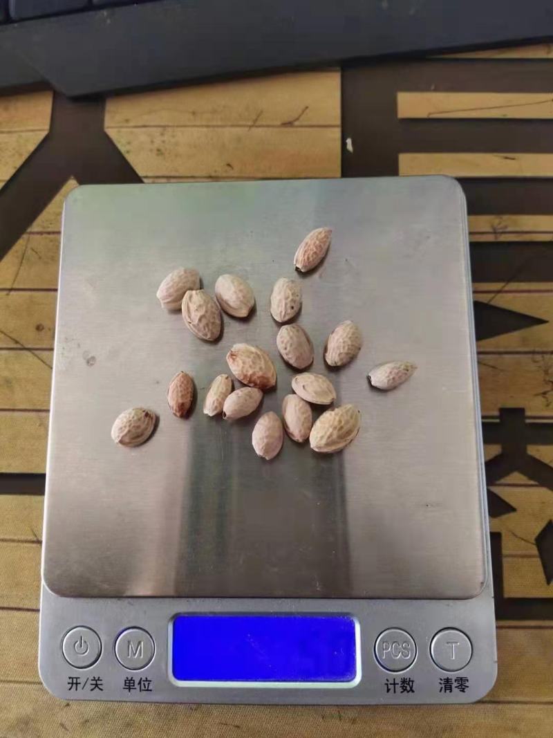 樱花/绿化苗木/乔灌木/樱花树苗/樱花林木