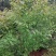 樱花/绿化苗木/乔灌木/樱花树苗/樱花林木