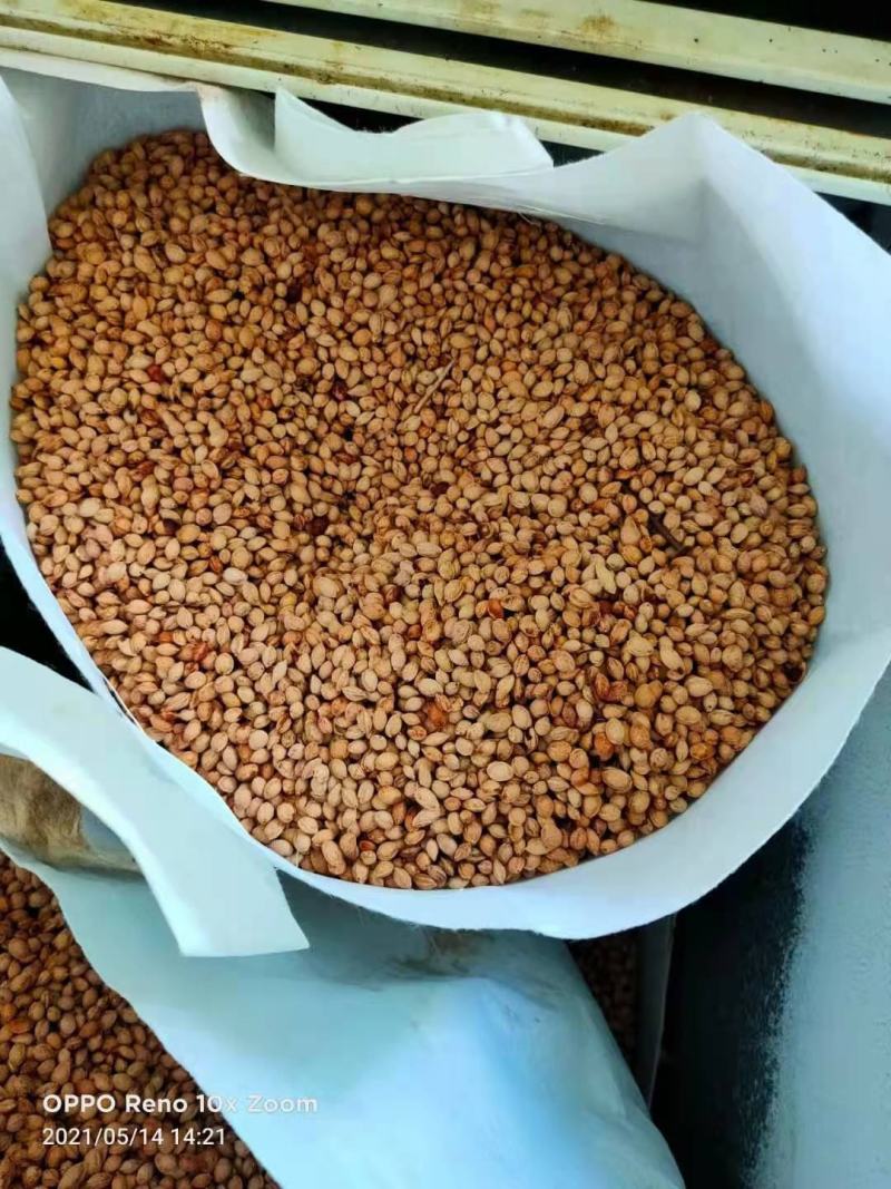 樱花/绿化苗木/乔灌木/樱花树苗/樱花林木