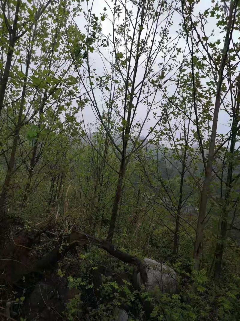 江南桤木/绿化苗木/乔灌木/江南桤木林木/江南桤树