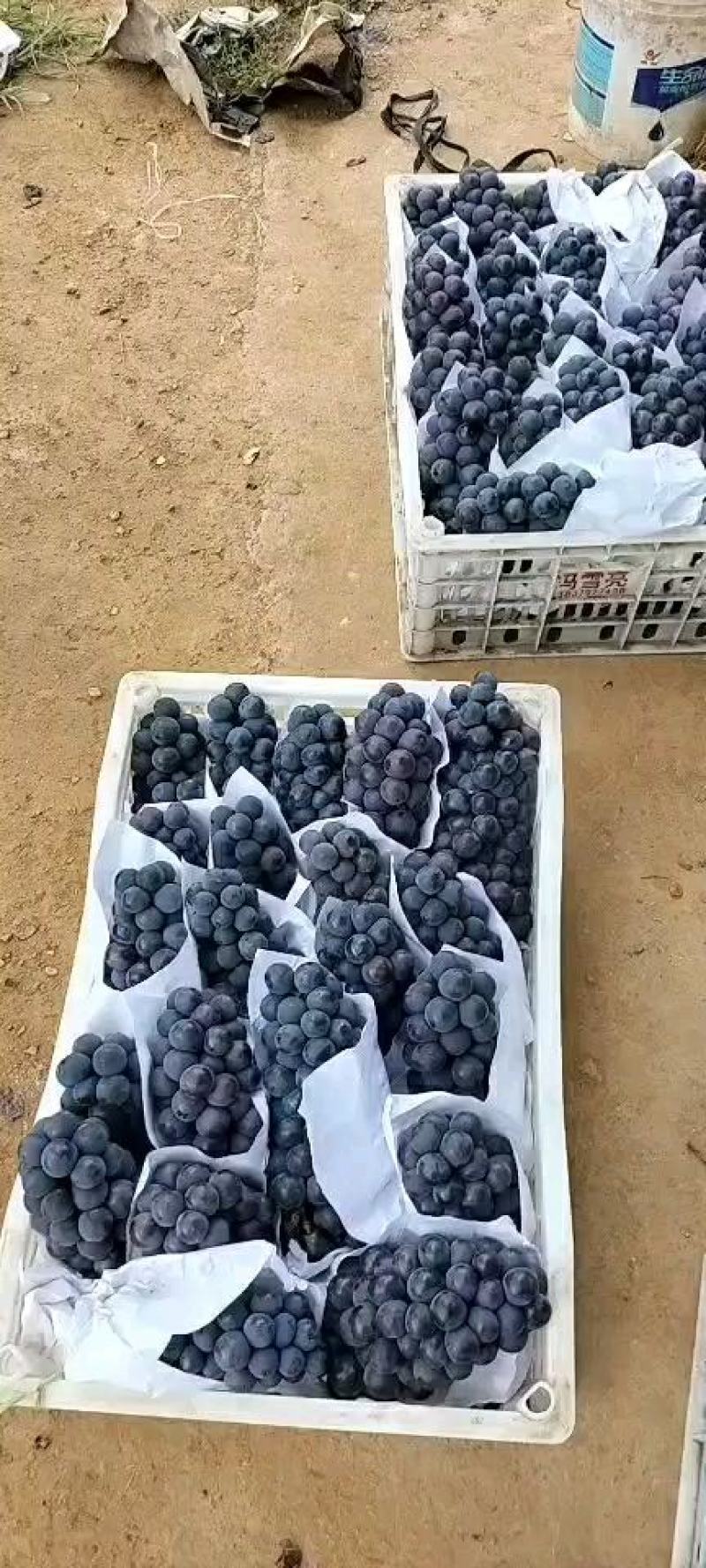 大量出售甜京亚葡萄，串大，颗粒均匀饱满，口感不错