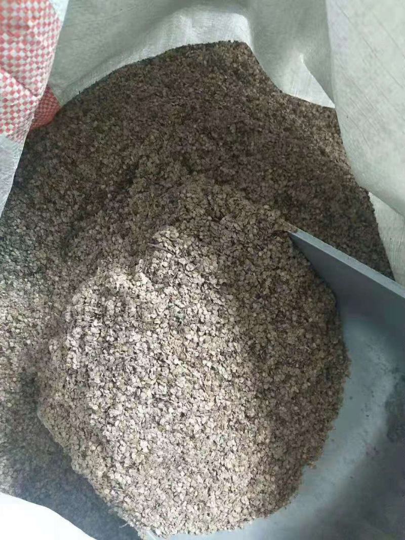 江南桤木/绿化苗木/乔灌木/江南桤木林木/植树造林