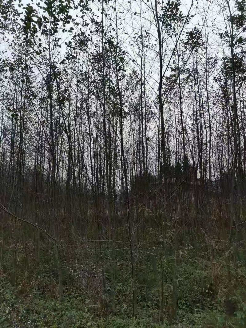 江南桤木/绿化苗木/乔灌木/江南桤木林木/植树造林